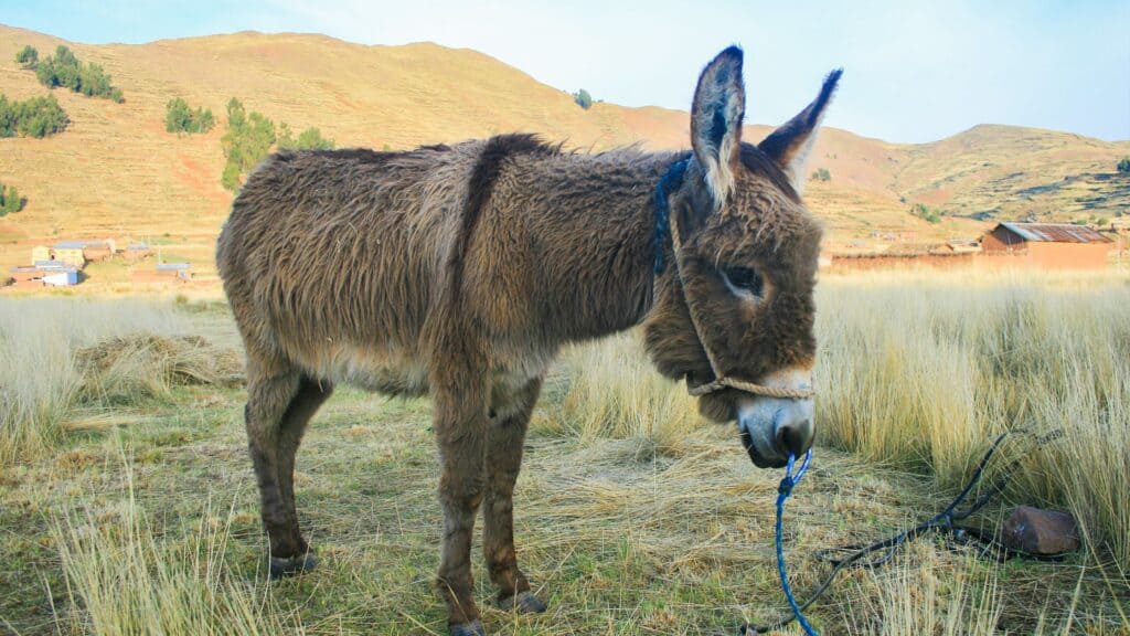 donkey in a field