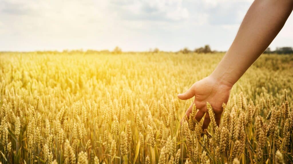 person walking through a wheat field