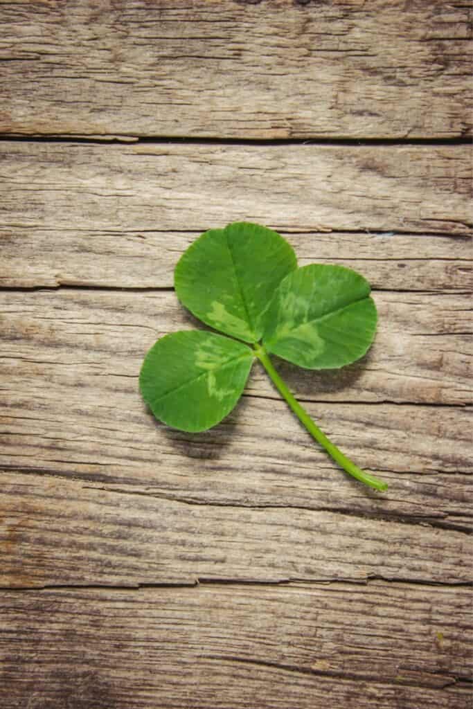 shamrock on a wooden background