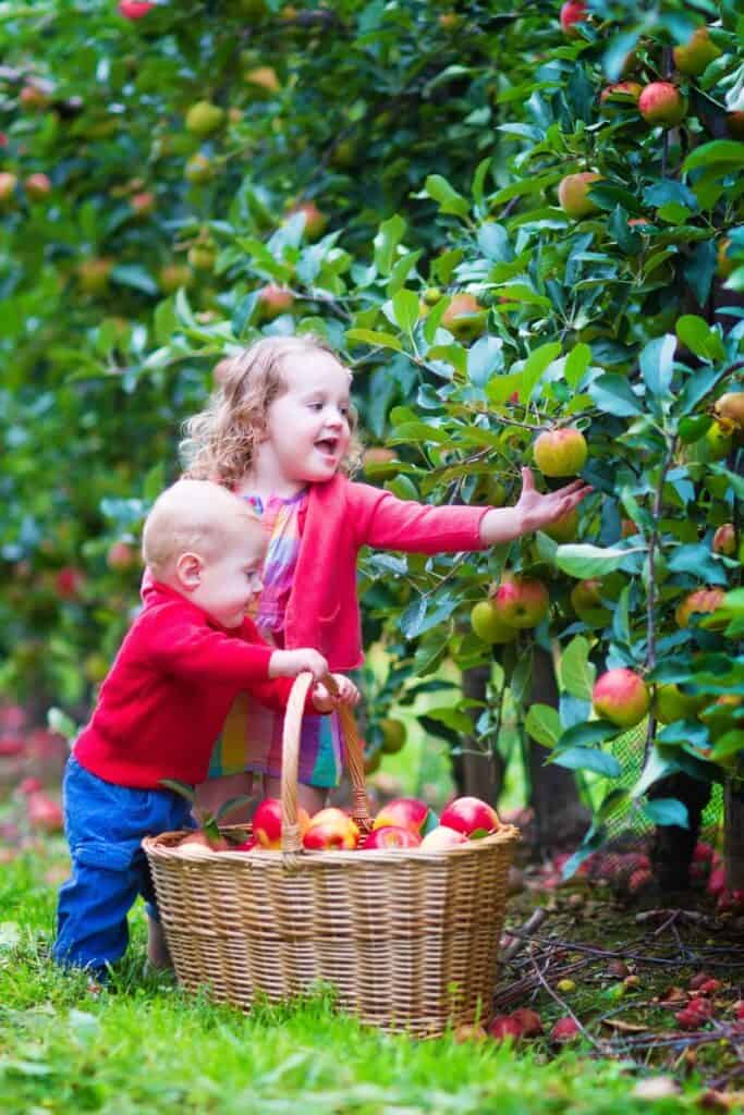 happy children picking apples