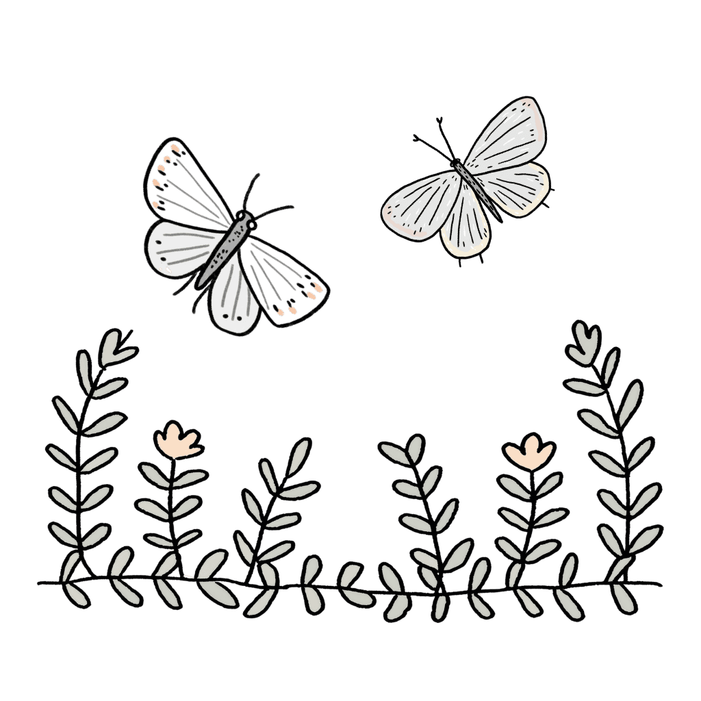 butterflies and flowers